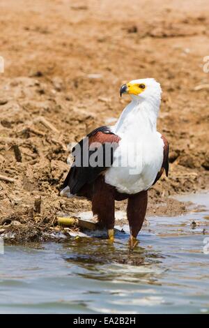 Poissons d'Afrique blanche (Haliaeetus vocifer) au bord de l'eau le long du canal de Kazinga en Ouganda Banque D'Images