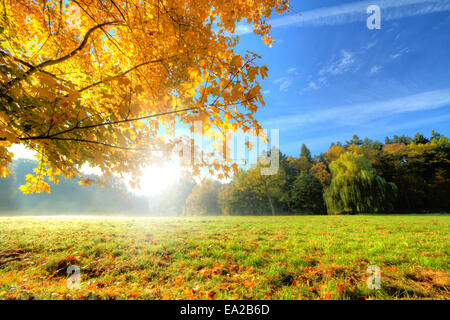 Décor de l'automne avec des feuilles sèches et de soleil Banque D'Images