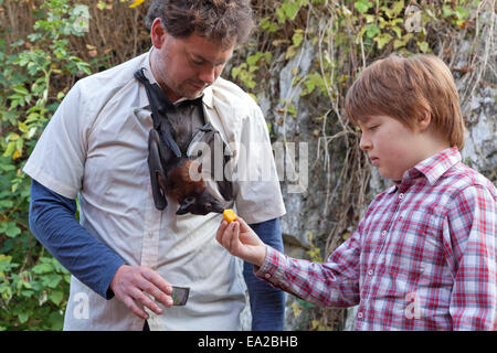 Boy watching man with flying fox hanging off son cou au bat centre 'Pagan Hellebaard', Bad Segeberg, Schleswig-Holstein, Allemagne Banque D'Images