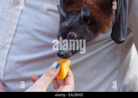 Flying Fox d'être nourris avec un morceau de fruit au bat centre 'Pagan Hellebaard', Bad Segeberg, Schleswig-Holstein, Allemagne Banque D'Images