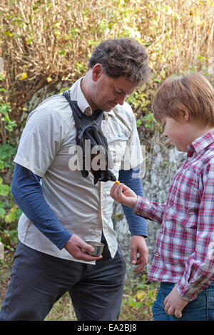 Boy feeding a flying fox hanging off du cou d'un homme au centre 'bat' Doom, Bad Segeberg, Schleswig-Holstein, Allemagne Banque D'Images