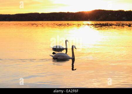 Deux cygnes flottant sur le lac au coucher du soleil, en arrière-plan Banque D'Images