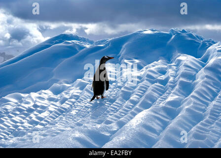 Gentoo pingouin seul sur grand iceberg bleu Banque D'Images