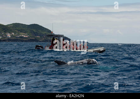 Les touristes regarder un dauphin de Risso (Grampus griseus) au cours d'un voyage d'observation des baleines. Açores, Océan Atlantique Banque D'Images