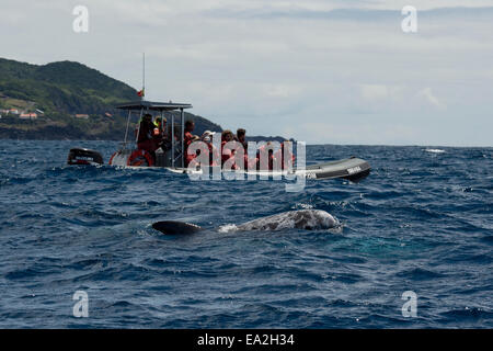 Les touristes regarder un dauphin de Risso (Grampus griseus) au cours d'un voyage d'observation des baleines. Açores, Océan Atlantique Banque D'Images