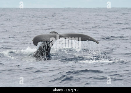 Baleine à bosse (Megaptera novaeangliae) fluking. Açores, Océan Atlantique. Banque D'Images