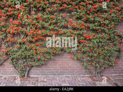 À la fin de l'été dans le Nord de l'Europe, fleurs rouge s'attardent sur les plantes qui poussent contre un mur de briques Banque D'Images