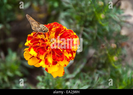 Un papillon brun perché sur une fleur d'orange aux couleurs vives Banque D'Images