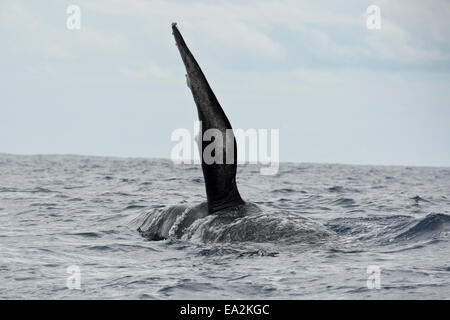 Baleine à bosse (Megaptera novaeangliae) avec flipper gauche soulevée. Açores, Océan Atlantique. Banque D'Images