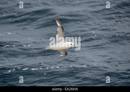 Forme blanche, le Fulmar boréal (Fulmarus glacialis), en vol près de l'île de Baffin, de l'Arctique canadien. Banque D'Images