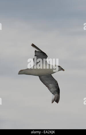 Blue Morph le Fulmar boréal (Fulmarus glacialis), en vol, près de l'île de Baffin, de l'Arctique canadien. Banque D'Images