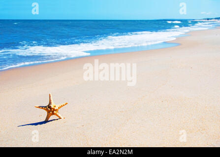 Étoile de mer sur la plage. Image vacances. Banque D'Images