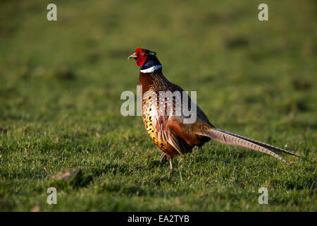 Un merle mâle en plumage nuptial de marcher dans l'herbe près de Mevagissey, Cornwall, England, UK. Banque D'Images