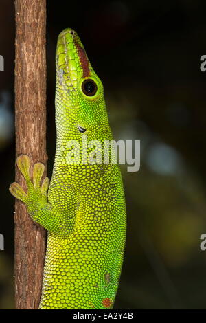 Gecko géant de Madagascar (Phelsuma madagascariensis jour grandis), Madagascar, Afrique Banque D'Images