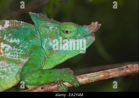 Parson's Calumma parsonii (CAMÉLÉON), Parc national Parc Mantadia- Andasibe, Madagascar, Afrique Banque D'Images