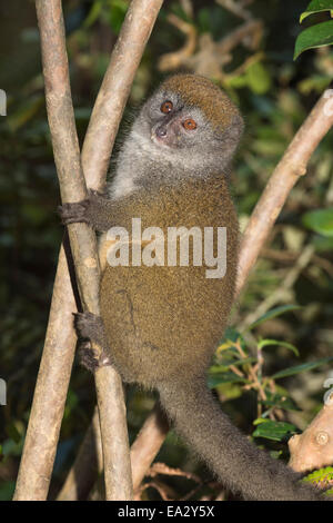 (L'est moindre Hapalémur Hapalemur griseus), Parc national Parc Mantadia- Andasibe, Madagascar, Afrique Banque D'Images