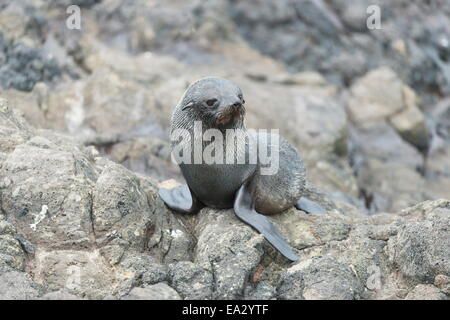 New Zealand fur seal pup à Péninsule d'Otago, Dunedin, Otago, île du Sud, Nouvelle-Zélande, Pacifique Banque D'Images