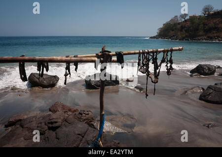 Peaux de baleines et les intestins d'être séché au soleil de l'île de Lembata, village Lamalera, Indonésie. Banque D'Images