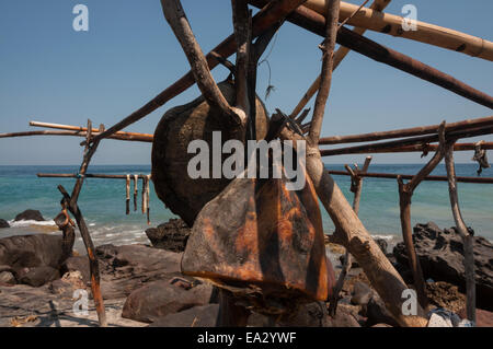 La viande de baleine séché sous le soleil, une vue ordinaire au village, l'île de Lembata Lamalera, Indonésie. Banque D'Images