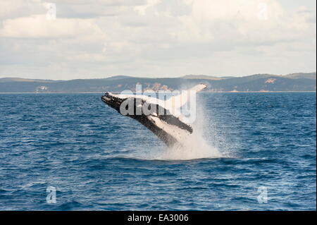 Baleine à bosse (Megaptera novaeangliae) violer, Hervey Bay, Queensland, Australie, Pacifique Banque D'Images