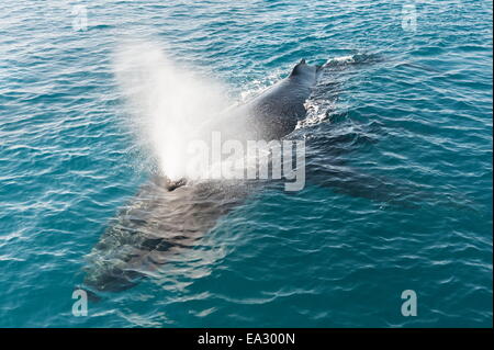 Baleine à bosse (Megaptera novaeangliae) adulte et sur l'expiration, Hervey Bay, Queensland, Australie, Pacifique Banque D'Images