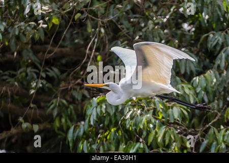 Un adulte est de grande aigrette (Ardea alba) en vol sur la Daintree River, la forêt tropicale de Daintree, Queensland, Australie, Pacifique Banque D'Images