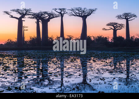 Les baobabs (Adansonia grandidieri) se reflétant dans la mer au coucher du soleil, Morondava, la province de Toliara, Madagascar, Afrique Banque D'Images