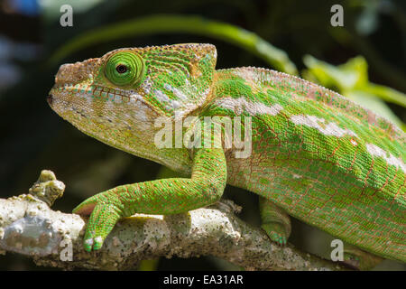 Globe-horned chameleon (télévision-casqued) caméléon Calumma (globifer), endémiques, Madagascar, Afrique Banque D'Images