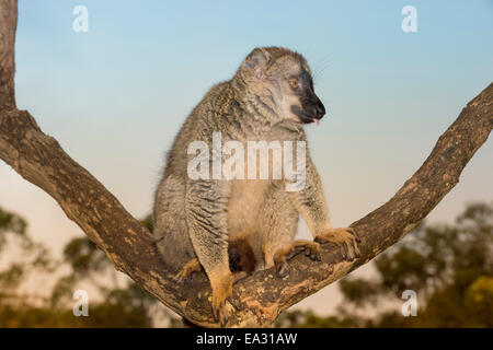 À la façade rouge lémurien Brun (Eulemur rufus), Parc national Parc Mantadia- Andasibe, Madagascar, Afrique Banque D'Images