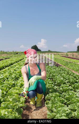 La productrice picking la laitue (Lactuca sativa), Esslingen, Baden Wurtemberg, Allemagne Banque D'Images
