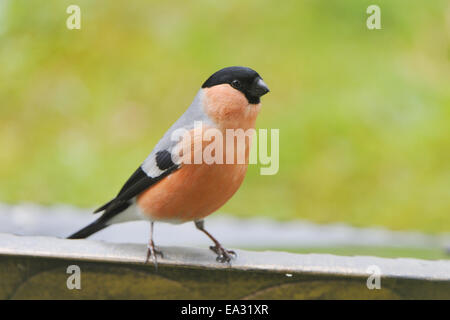 Canard colvert Banque D'Images
