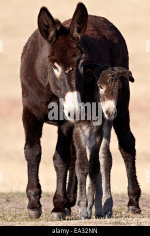 Wild Burro (âne) (Equus asinus (Equus africanus asinus) Jenny et son poulain, Custer State Park, South Dakota, USA Banque D'Images