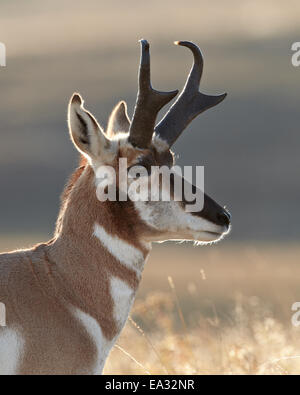 Pronghorn (Antilocapra americana) buck, Custer State Park, Dakota du Sud, États-Unis d'Amérique, Amérique du Nord Banque D'Images