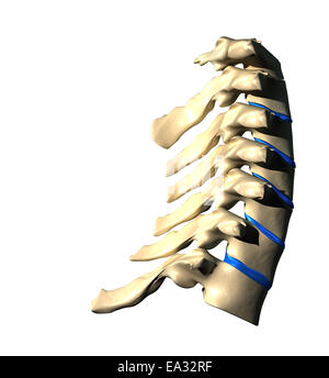 Colonne cervicale - vue latérale / vue latérale Banque D'Images