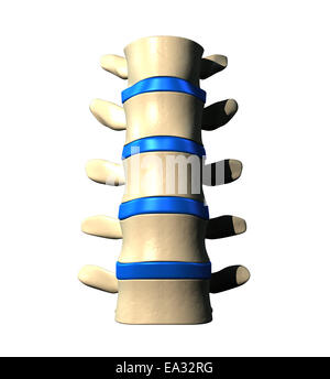 Colonne lombaire - vue antérieure / vue avant Banque D'Images