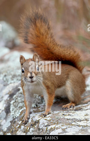 Écureuil roux (red squirrel) (écureuil) de l'épinette (Tamiasciurus hudsonicus), Custer State Park, South Dakota, USA Banque D'Images