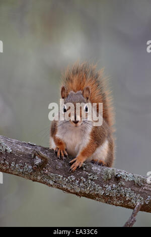 Écureuil roux (red squirrel) (écureuil) de l'épinette (Tamiasciurus hudsonicus), Custer State Park, South Dakota, USA Banque D'Images