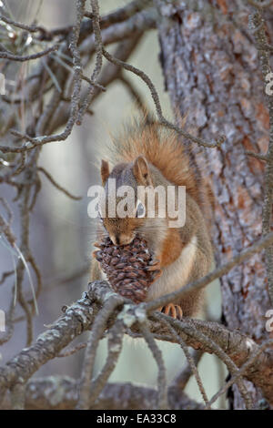 Écureuil roux (écureuil roux (Tamiasciurus hudsonicus)) avec une pomme de pin, Custer State Park, South Dakota, USA Banque D'Images