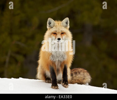 Le renard roux (Vulpes vulpes) (Vulpes fulva) dans la neige, Parc National de Grand Teton, Wyoming, États-Unis d'Amérique, Amérique du Nord Banque D'Images