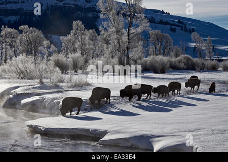 Les vaches de bisons dans la neige avec des arbres couverts de givre en hiver, le Parc National de Yellowstone, Site de l'UNESCO, Wyoming, USA Banque D'Images