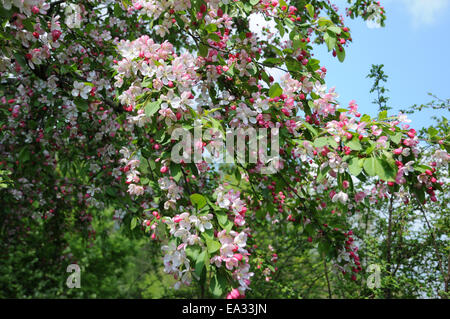 Japanese flowering crabapple Banque D'Images