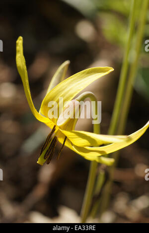 American dog-dent lily Banque D'Images