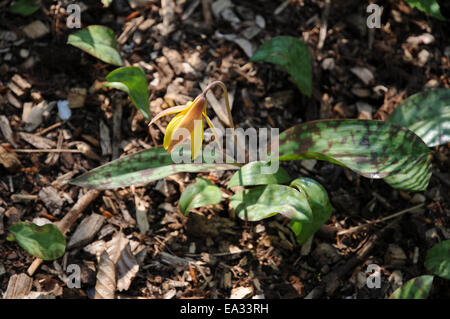 American dog-dent lily Banque D'Images