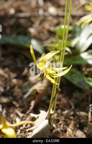 American dog-dent lily Banque D'Images