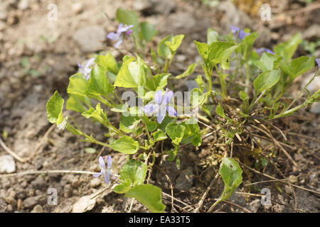 Violette du Labrador Banque D'Images