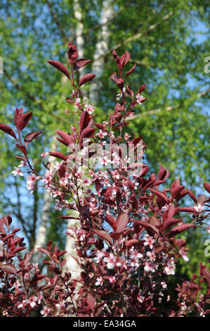 Cherryplum originaire nain Banque D'Images