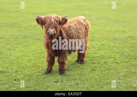 jeune vache Banque D'Images