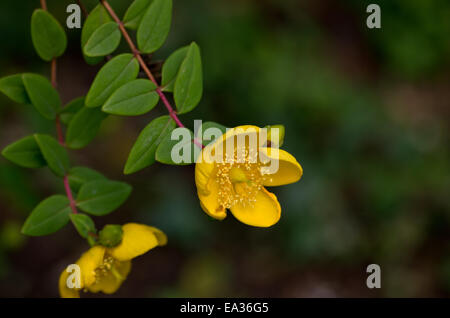 Hypericum Forrestii Banque D'Images