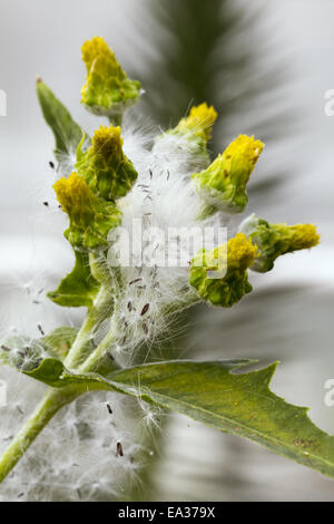 Sonchus congestus Banque D'Images