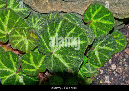 Begonia (soli-mutata) plante Photo Stock - Alamy